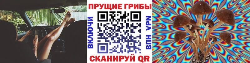 Купить  Энгельс  Псилоцибиновые грибы Cubensis 